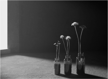 Three glass jars with tall flowers stand in a row on a sunlit surface, casting shadows in a dimly lit room.